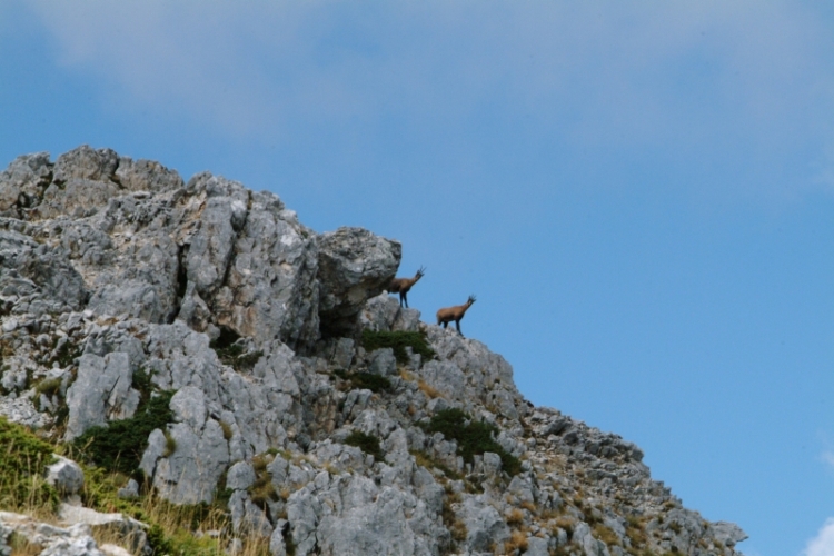 Camoscio d''Abruzzo Rupicapra pyrenaica ornata